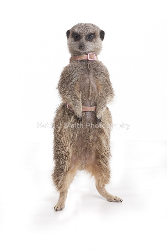 2SKJ8982 - Roaming Reptile Show. II