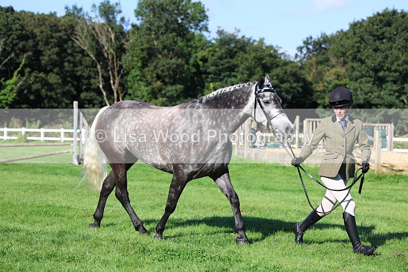 3E7A7664 - Class 1: Novice Working Hunter Pony
