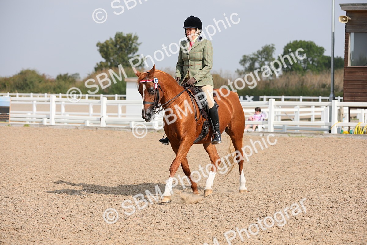 SBM_11396 - Class 305 Ridden Foreign Breeds- Pure Bred