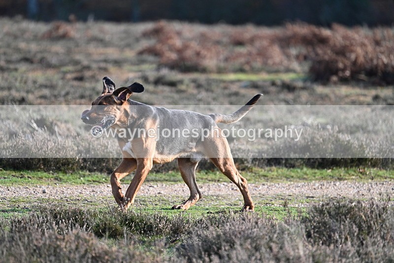 WJ7_8008 - Line 3 (no line 4 or 5)