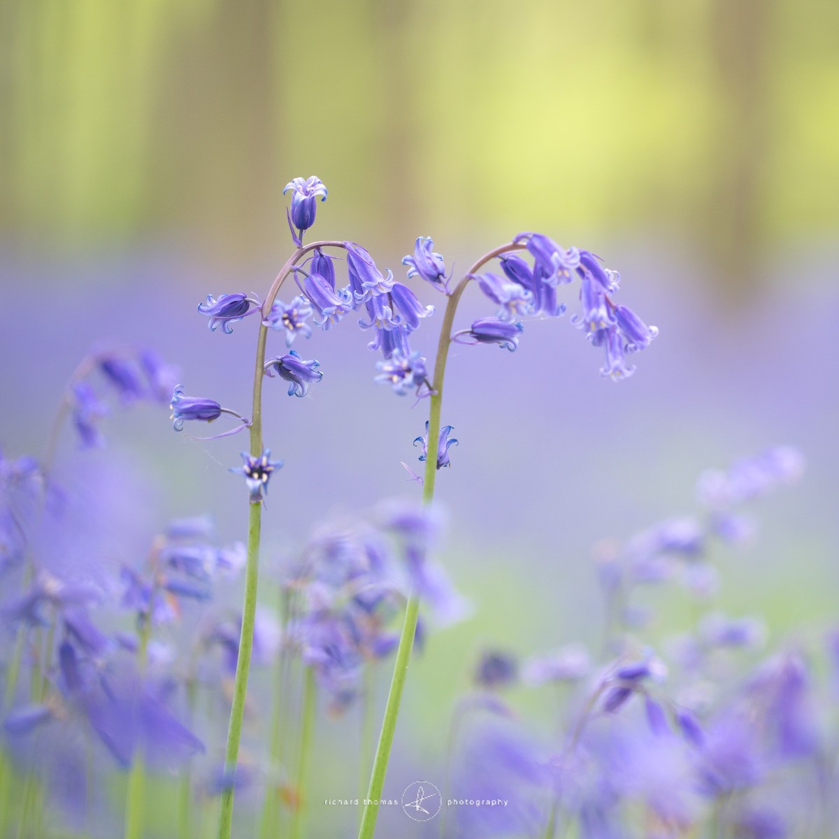 Turning blue - BlueWood
