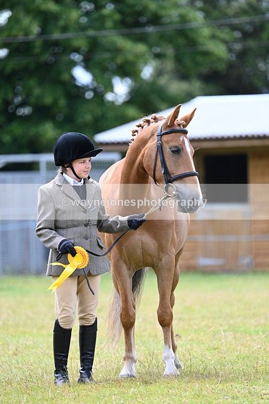 WJ7_6756 - Class 5 Handsome Gelding in hand