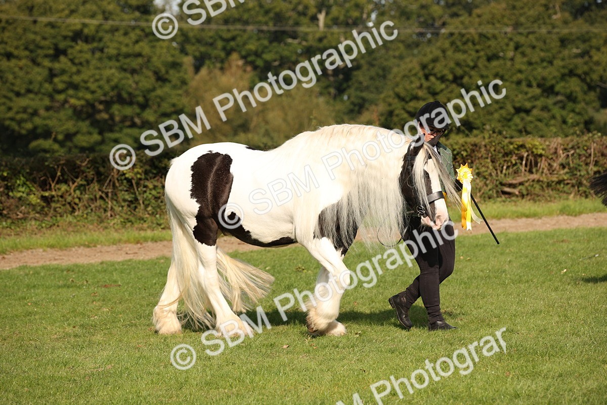 SBM_61218 - S54 - Show Cob In Hand