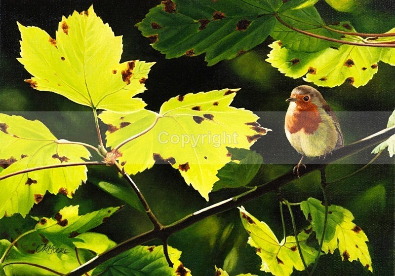 Sycamore shade, robin - Birds