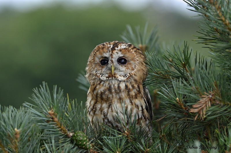 Tawny Owl - Owls