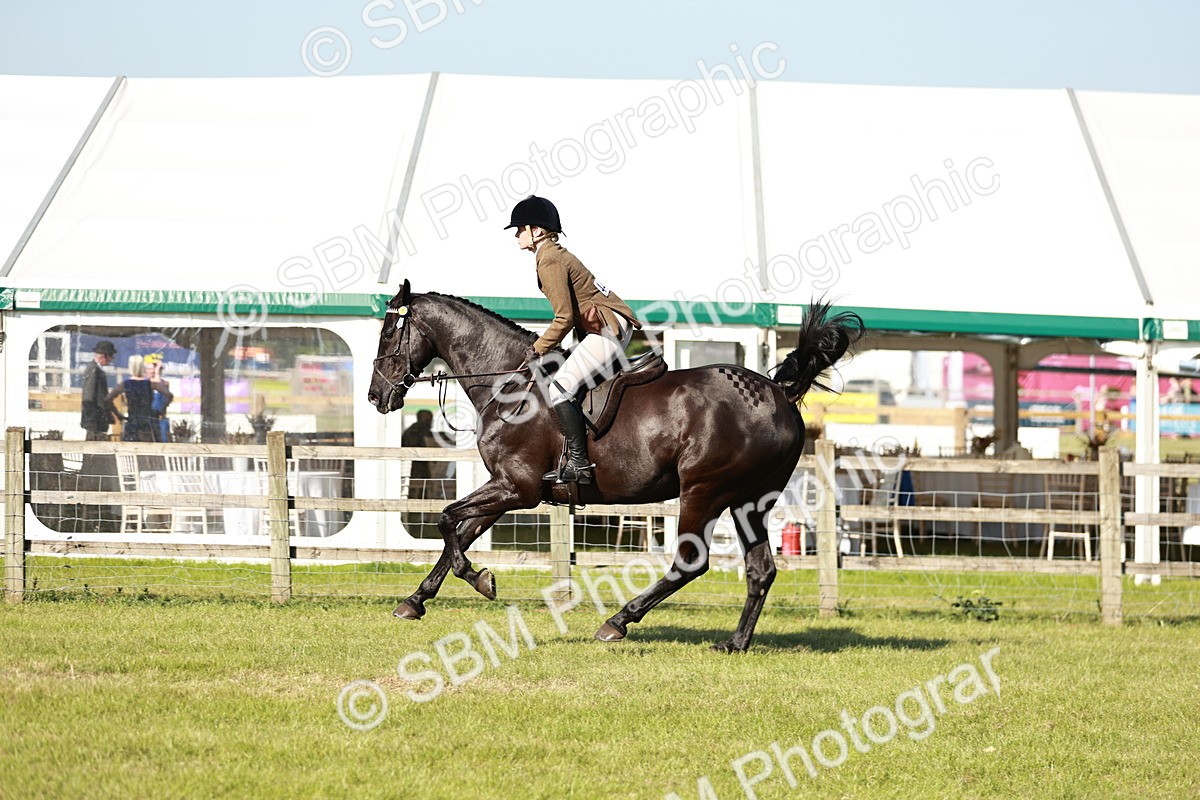 SBM_19258 - Class 115-116 - LIHS BSHA Rising Star Working Hunter & Show Horse