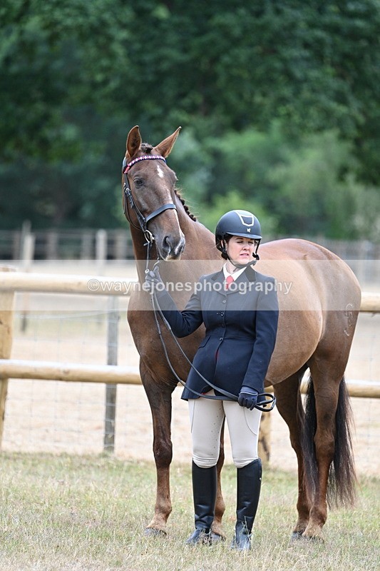 WJ7_9838 - Class 5a Most Handsome Gelding (above 14.2hh)