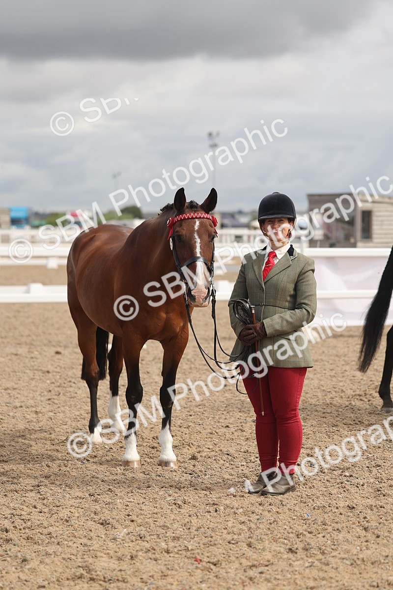 SBM_04459 - Class 18 - Handsomest Gelding (IH or Ridden)