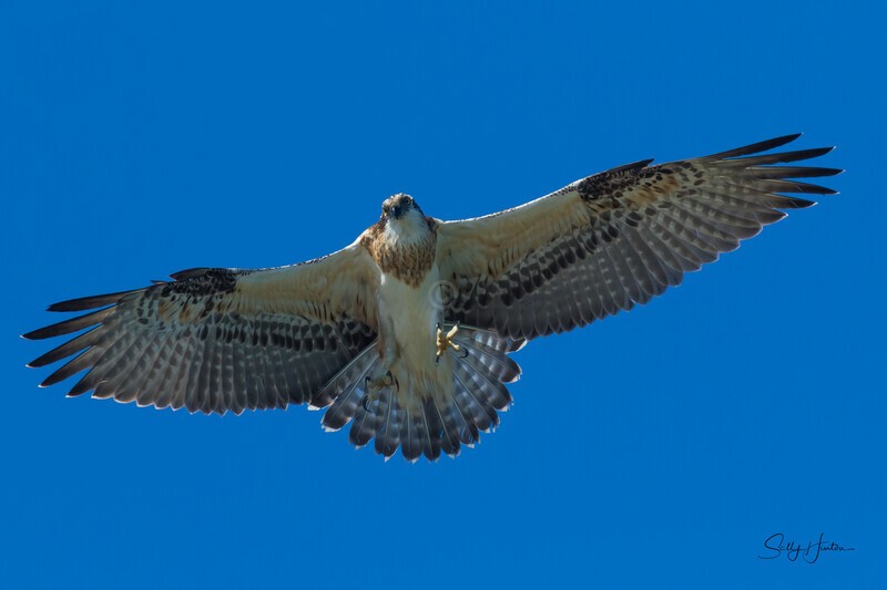 0A3A5035 Preparing to land - Osprey