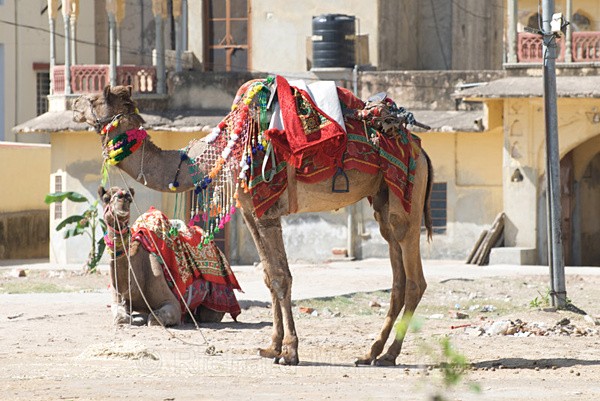  - Rajasthan, India
