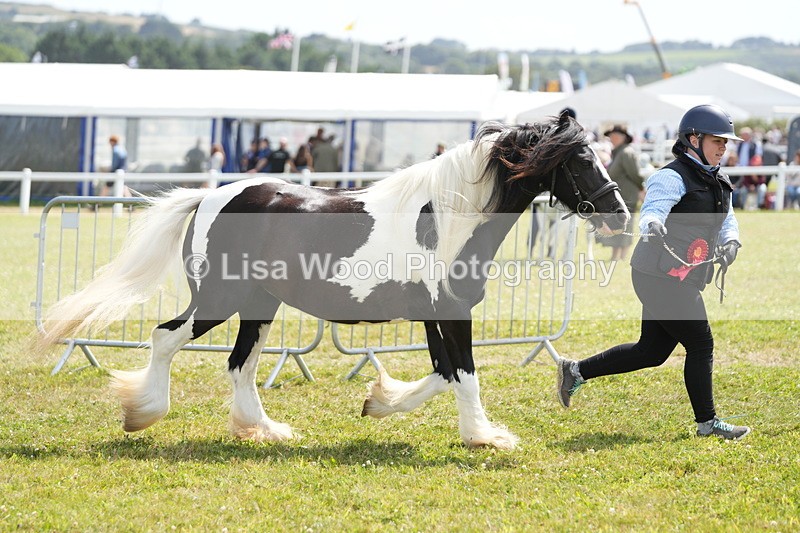 DSC07201 - Coloured Horse In Hand Championship