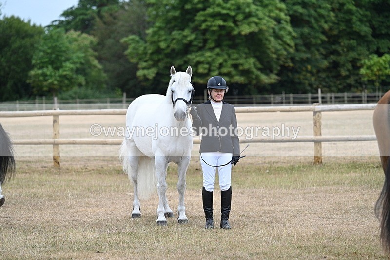 WJ7_0068 - Class 5a Most Handsome Gelding (above 14.2hh)
