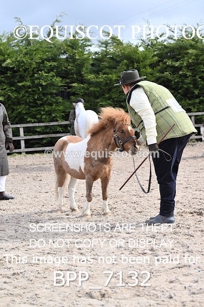 BPP_7132 - RING 1  (RIDDEN HORSES / IN HAND / VETERAN ETC)
