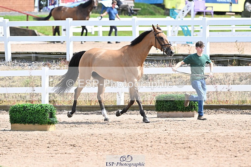 240717A-151829-02737 - Trot Up 3pm to 4pm