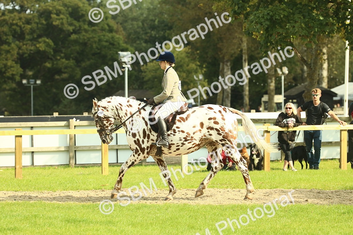 SBM_62482 - S62 - Foreign Breeds Ridden