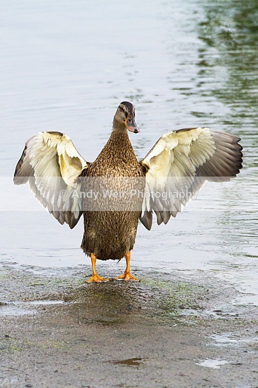 20121001-_MG_0553 - Shoveler