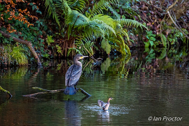 The Hunting Cormorant & Little Grebe - Nature