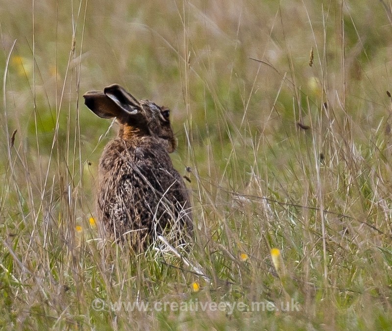 No.0089 Brown Hare - Animal world