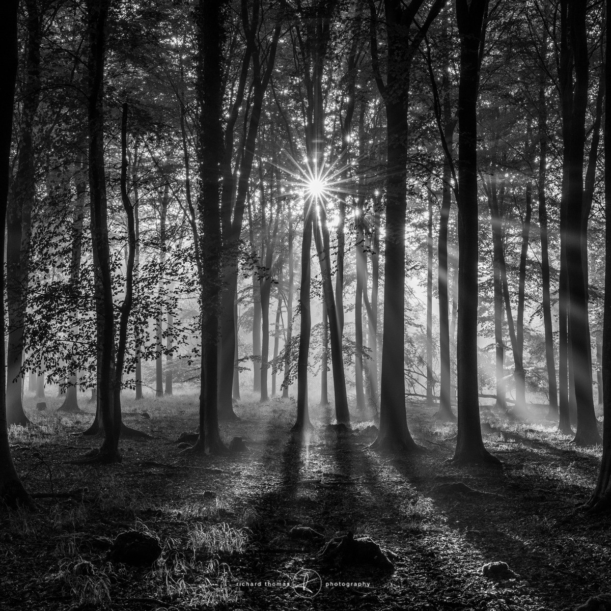 Burst - Woodland