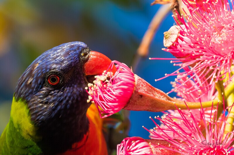 Lorikeet in Gum Tree 6 - Lorikeets