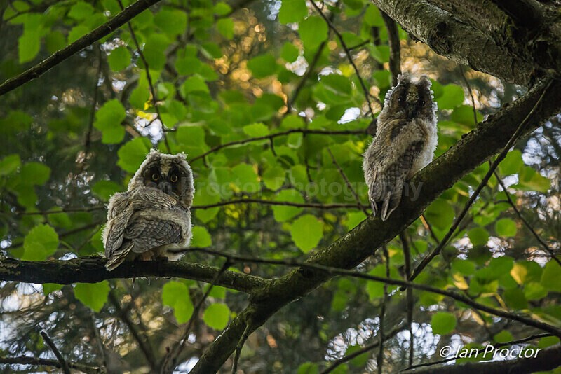 Double Delight! - Long-eared Owlets - Nature