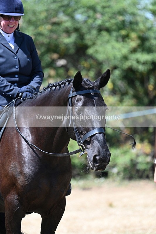 WJ7_3158 - Class 7 Riding Club Show Horse