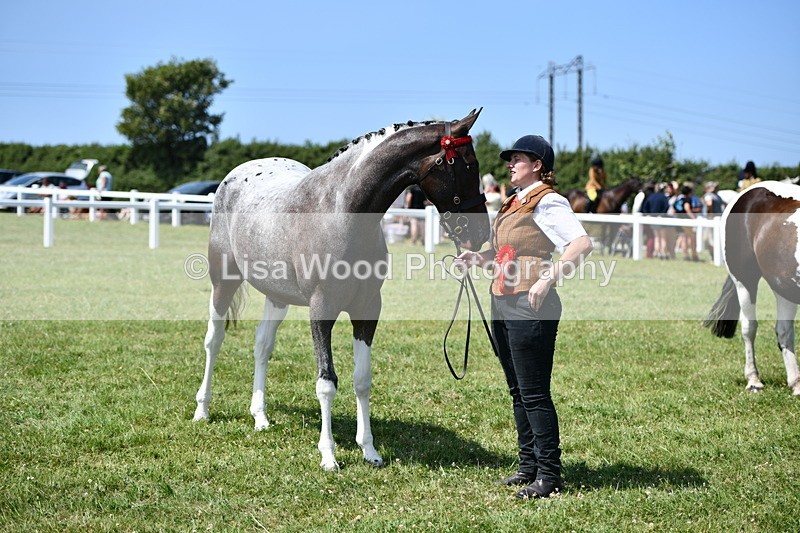 DSC_7940 - Coloured Horse In Hand Championship
