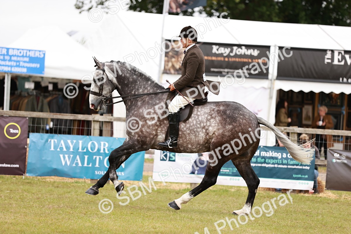 SBM_10934 - Class 81-84 - RIHS Ridden hunters Inc Ladies Hunter