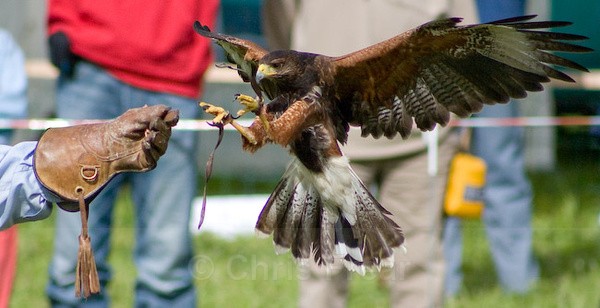  - Animals/ Wildlife