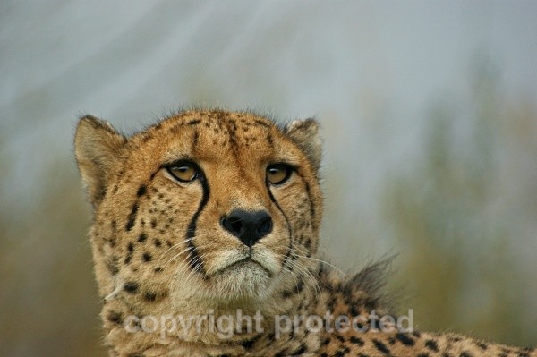 Pepo, cheetah at WHF