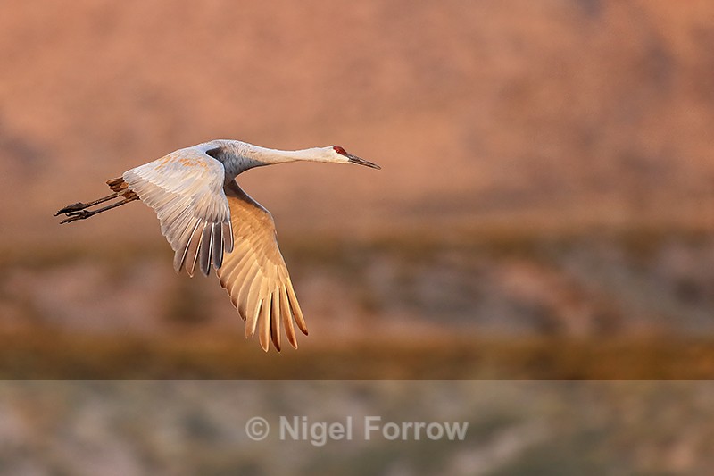Sandhill Crane flying wings down, Bosque del Apache, New Mexico - Sandhill Crane