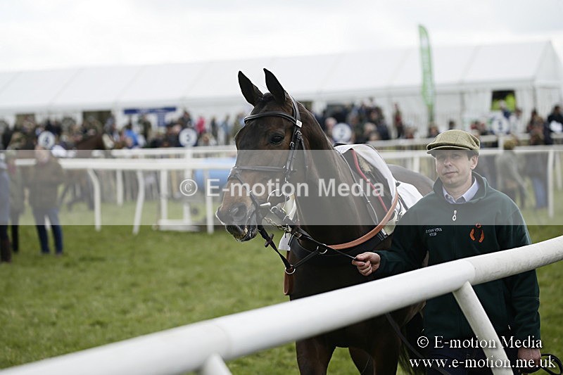 PtP 170417 121 - Old Berks Point-to-Point Lockinge 17/04/17
