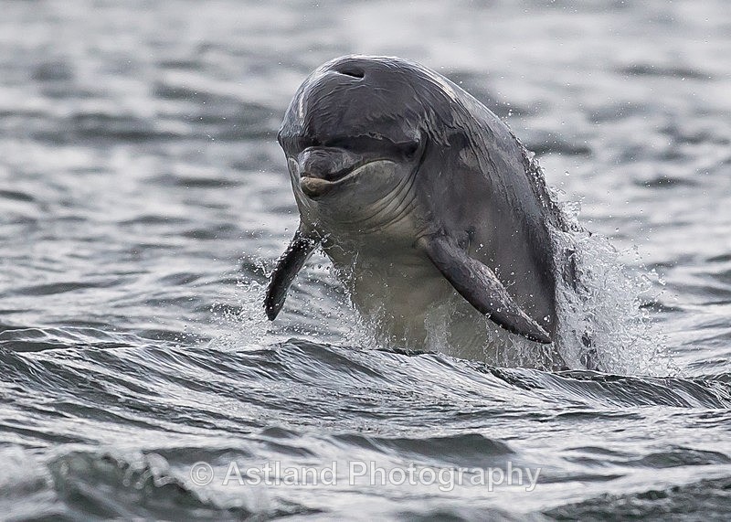 Astland Photography, Bird and Wildlife Images, Susan and Peter Wilson, U.K.