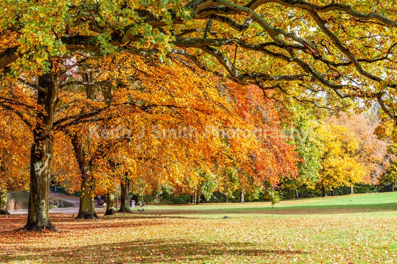 0SKJ0369 - Trees in Abington Park