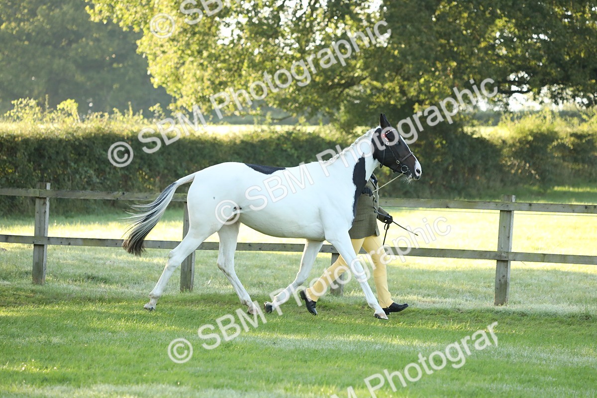 SBM_57917 - S42 - Youngstock