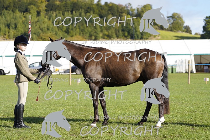 _DSC9503 - Class 8 & 17 Ridden Hunter & Ridden Hunter Pony