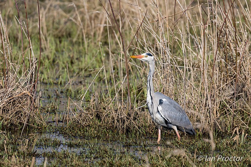 Heron on Lookout - Nature