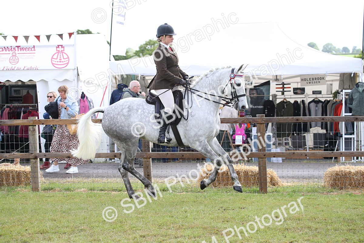 SBM_11513 - Class 95-96 - LIHS BSHA Rising Star Hack Riding Horse
