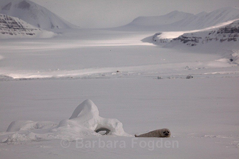 My fjord 1025 - First 6 weeks of a seal pup's life