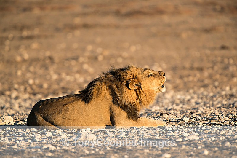 Lion  (m) - Etosha National Park ~ Mammals