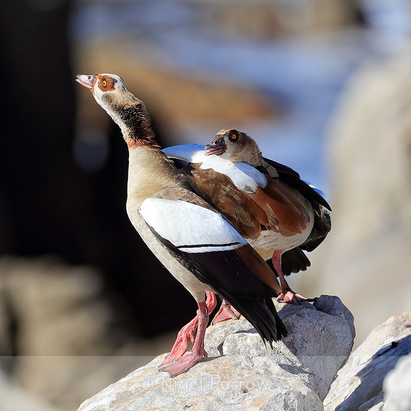 Egyptian Geese interacting, Betty's Bay, South Africa - Egyptian Goose