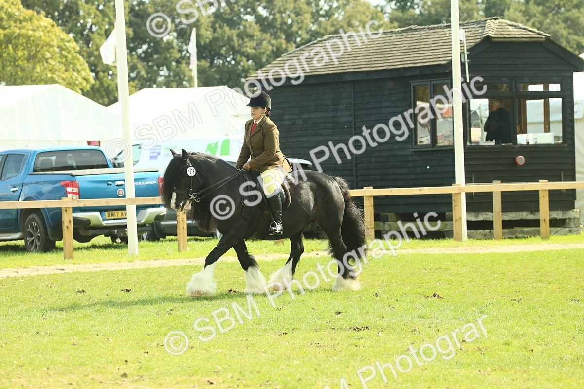 SBM_66626 - S34 - Rehabilitated Rescue Horse & Pony In Hand & Ridden