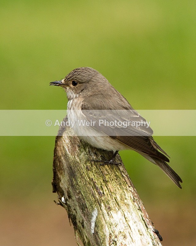 20110613-IMG_5751 - Flycatchers