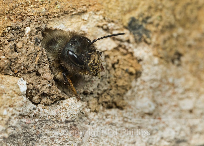 Osmia bicornis (f) - Osmia bicornis (rufa)