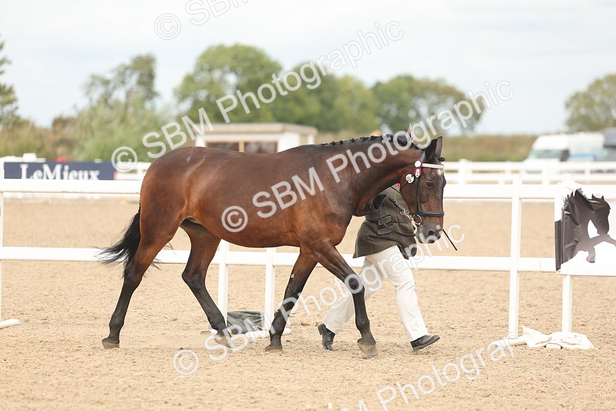 SBM_16949 - Class 312 - IH Competition Horse-Pony