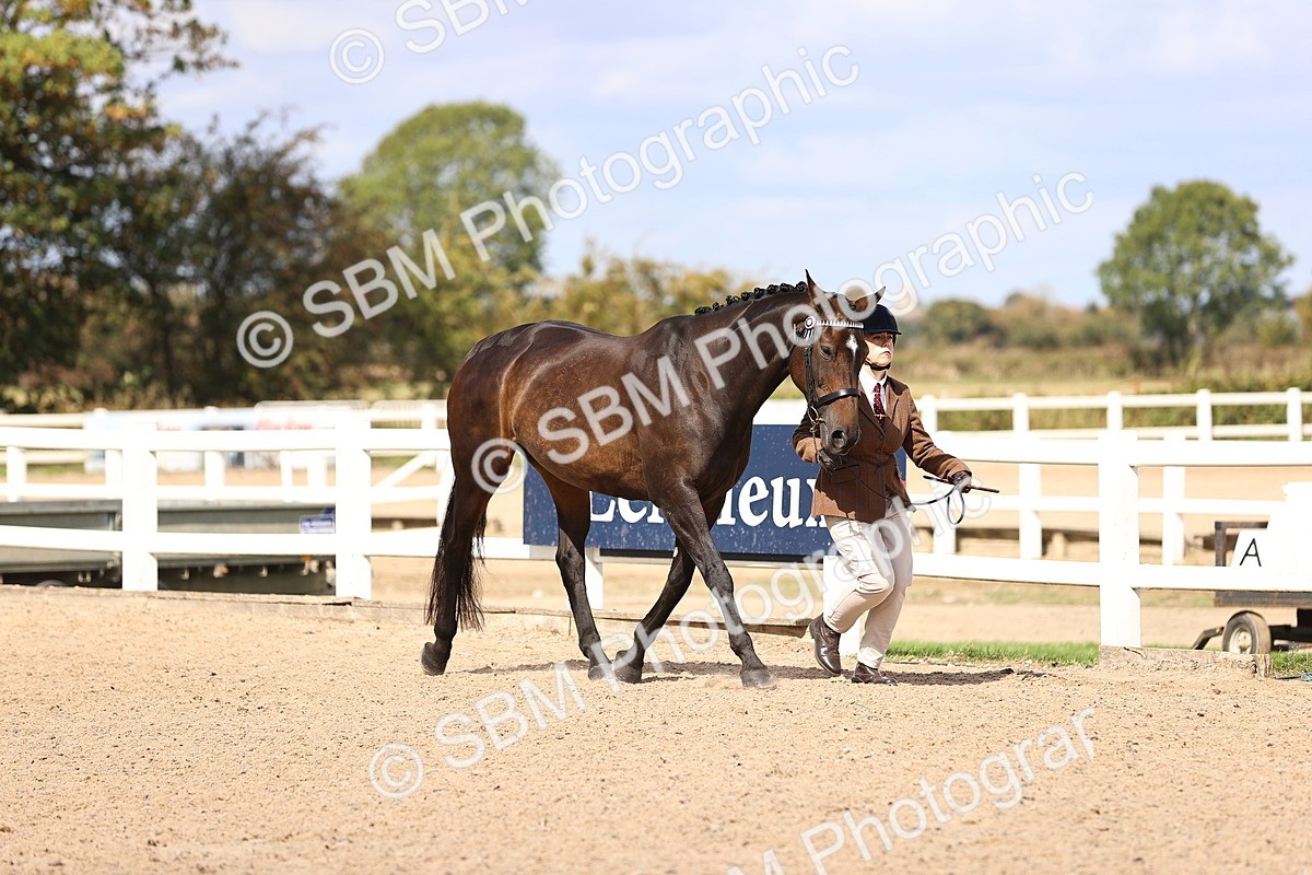 SBM_14285 - Class 411 - Prettiest Mare (IH OR Ridden) Adult