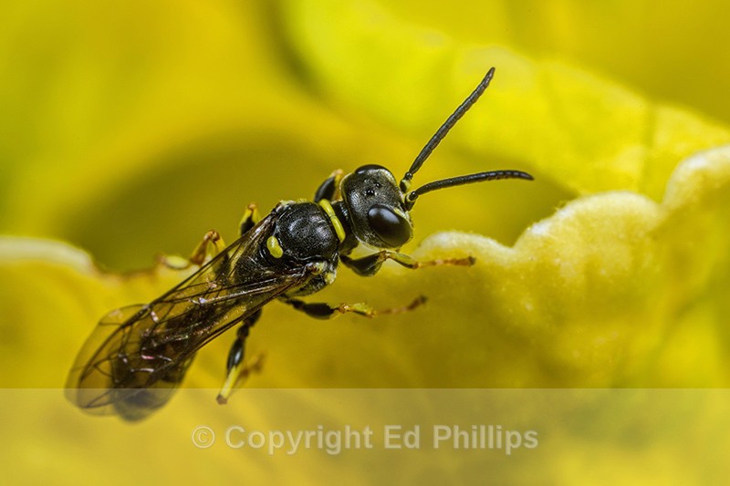 Mellinus arvensis (m) - Mellinus arvensis