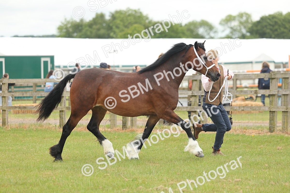 SBM_04815 - Class 50-57 - M&M Welsh Pony In Hand
