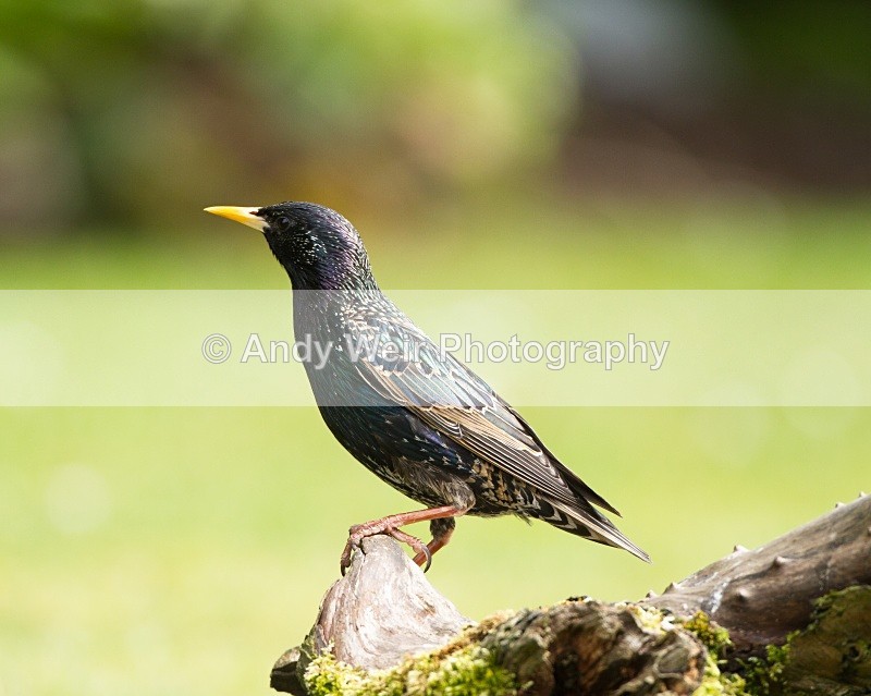 20110529-IMG_5471 - Starlings