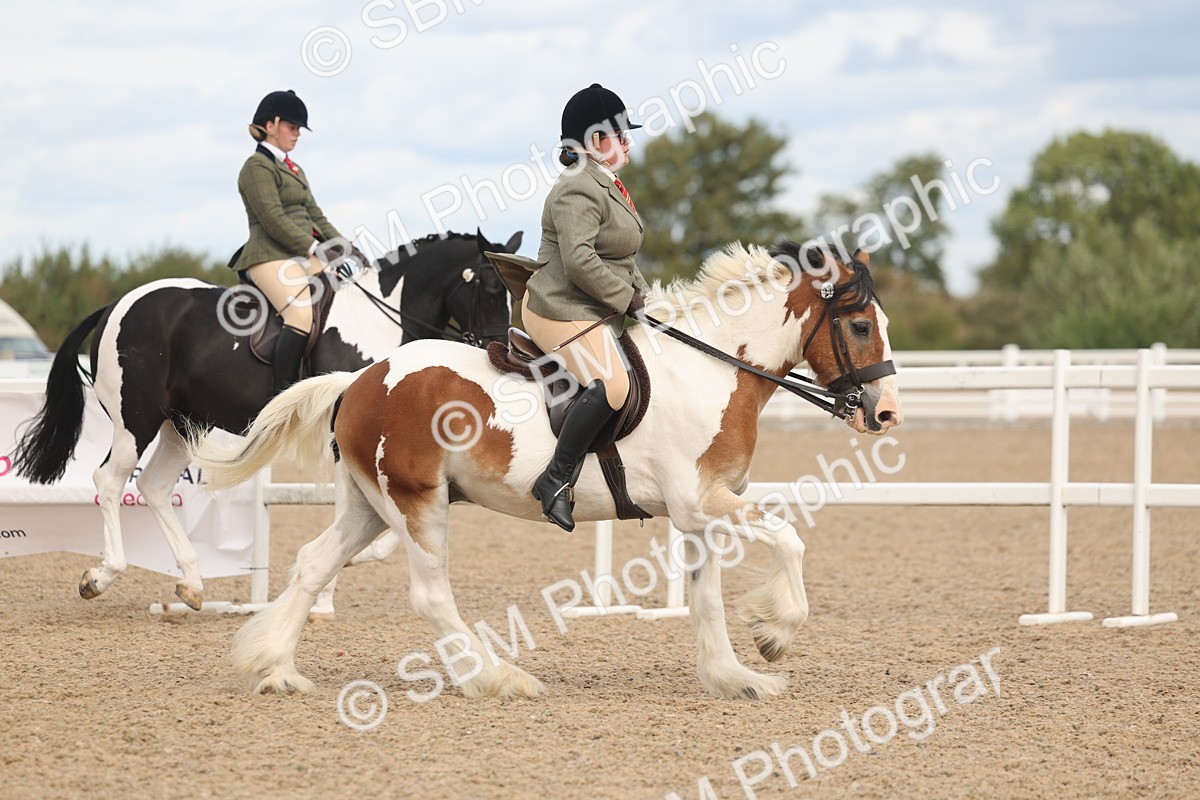 SBM_14756 - Class 308 - Ridden Coloured Horse